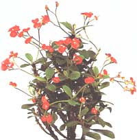 Euphorbia Mile - Euphorbia milii