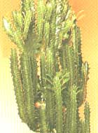 Krupnorogy Euphorbe - grandicornis Euphorbia