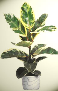 Ficus Elastica - F. elastica