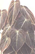 Philodendron noir et or - Philodendron melanochrysum