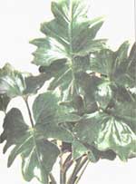 Dvazhdyperistonadrezanny Philodendron - Philodendron bipennifolium
