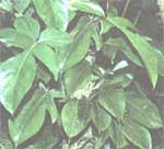Cheshuenosny Philodendron - Philodendron squamiferum