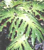 Sello Philodendron - Philodendron selloum