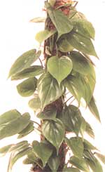 Scansorial Philodendron - Philodendron scandens