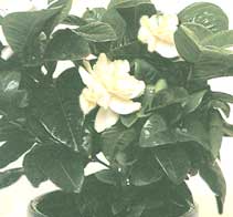 Gardenia - Gardenia