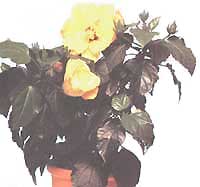 Hibiscus (Chine rose) - Hibiscus