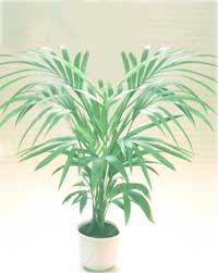 Hove (Kent) - Howea (Kentia)