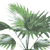 Palm Livistona