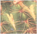 coups de soleil sur la Notocactus souches