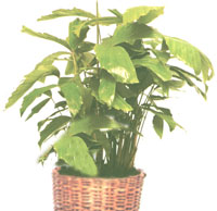 Iscariot (Fish Tail) - Caryota