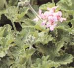 Pelargonium parfumée ou silnopahnuschih - Pelargonium graveolens