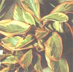 Peperomiya kluzielistnaya - clusiaefolia Peperomia