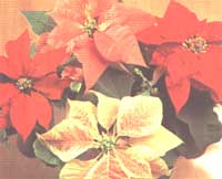 Poinsettia - Euphorbia pulcherrima