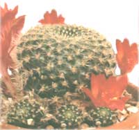 Rebyutsiya minuscule (minuscule) - Rebutia minuscula