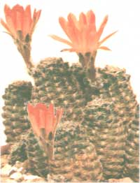 Rebutia Dwarf - Rebutia pygmaea