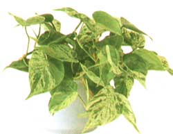 Epipremnum (Potos) - Scindapsus (pothos)