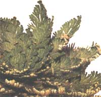 Selaginella lepidophylla - Selaginella lepidophylla