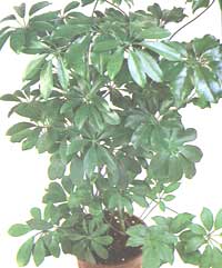 tree Scheffler - schefflera arboricola