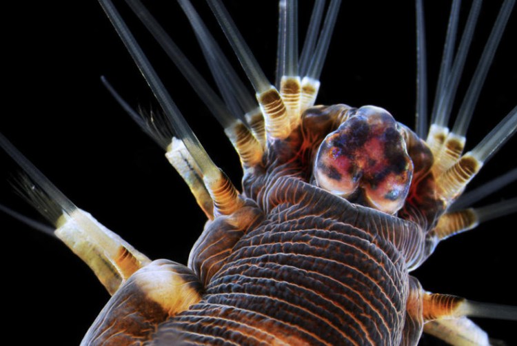 20 fois plus de ver marin - Photos 30+ sous le microscope 20-кратное увеличение морского червя - 30+ Фотографий под Микроскопом