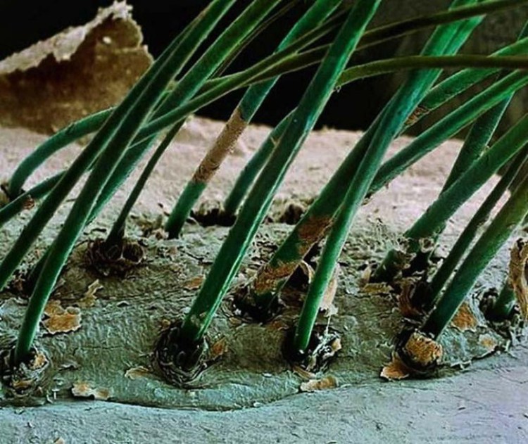 50x zoom cils humains - Photos 30+ sous le microscope 50х зум человеческих ресниц - 30+ Фотографий под Микроскопом