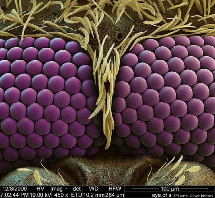 Les yeux d'un moustique - Photos 30+ sous le microscope Глаза комара - 30+ Фотографий под Микроскопом