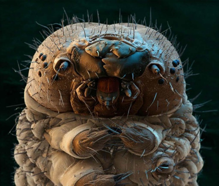 Caterpillar - 30+ Photos sous le microscope Гусеница - 30+ Фотографий под Микроскопом