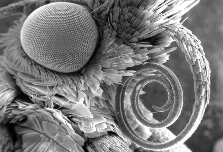 teigne Image, vue de côté de la tête. Son œil est d'environ 800 microns de large. - Plus de 30 photos au microscope Изображение моли, вид головы сбоку. Ее глаз составляет около 800 микрон в ширину. - 30+ Фотографий под Микроскопом
