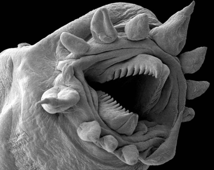 Fly - 30+ Photos sous le microscope Муха - 30+ Фотографий под Микроскопом