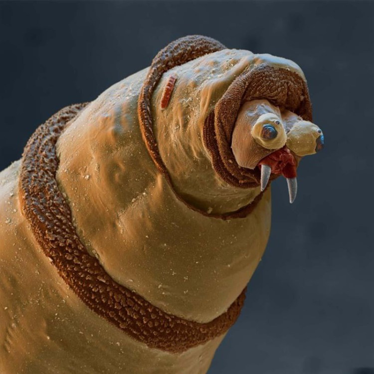 Bloch - Photos 30+ sous le microscope Блоха - 30+ Фотографий под Микроскопом