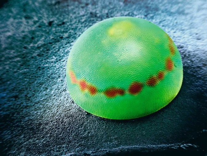 papillon Morpho Egg Peleides - 30+ Photos sous le microscope Яйцо бабочки Морфо Пелеидес - 30+ Фотографий под Микроскопом