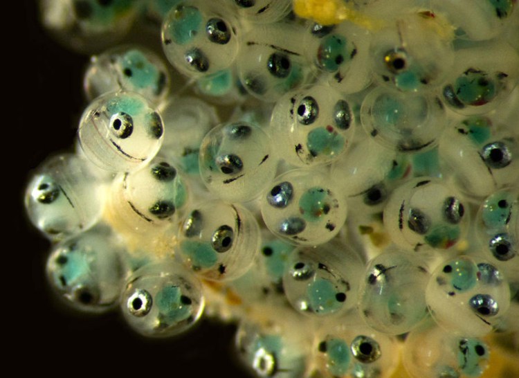 Couché oeufs de poisson (grossissement 6.6x) - Photos 30+ sous le microscope Кладка икры рыбы (увеличение 6.6x) - 30+ Фотографий под Микроскопом