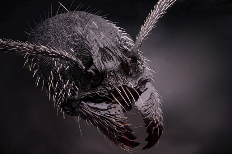 4 fois plus de fourmi de travailleur (Aphaenogaster senilis) - 30+ Photos sous le microscope 4-х кратное увеличение рабочего муравья (Aphaenogaster senilis) - 30+ Фотографий под Микроскопом
