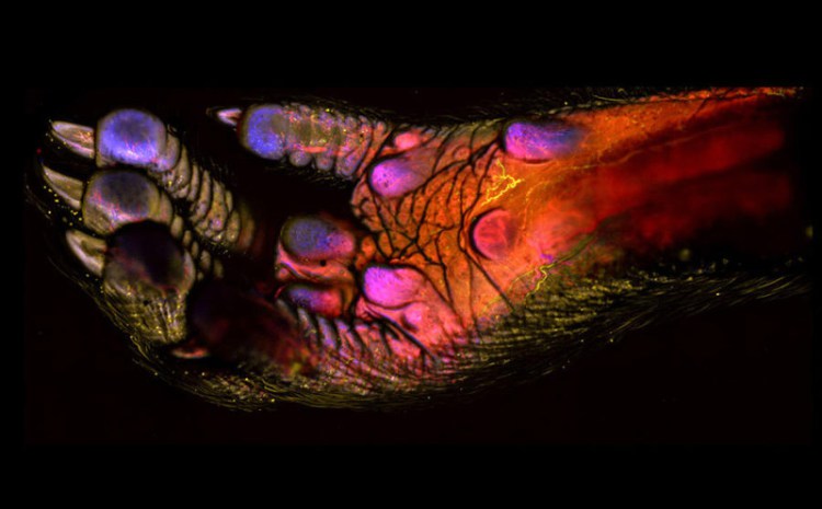 100 fois plus dans les pieds de souris adultes - Photos 30+ sous le microscope 100 кратное увеличение ноги взрослой мыши - 30+ Фотографий под Микроскопом