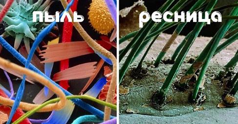 30+ Photos sous le microscope 30+ Фотографий под Микроскопом