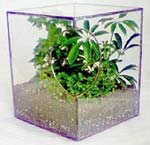 Jardin dans l'aquarium