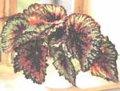 bégonia