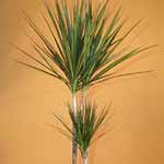 dracaena