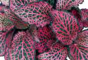 Fittonia