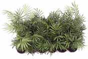 Chamaedorea
