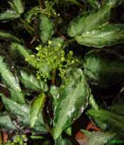 Pellioniya