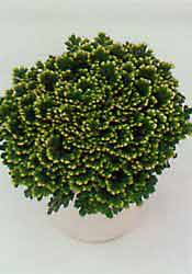 Selaginella