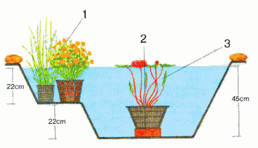 placer des fleurs dans l'étang