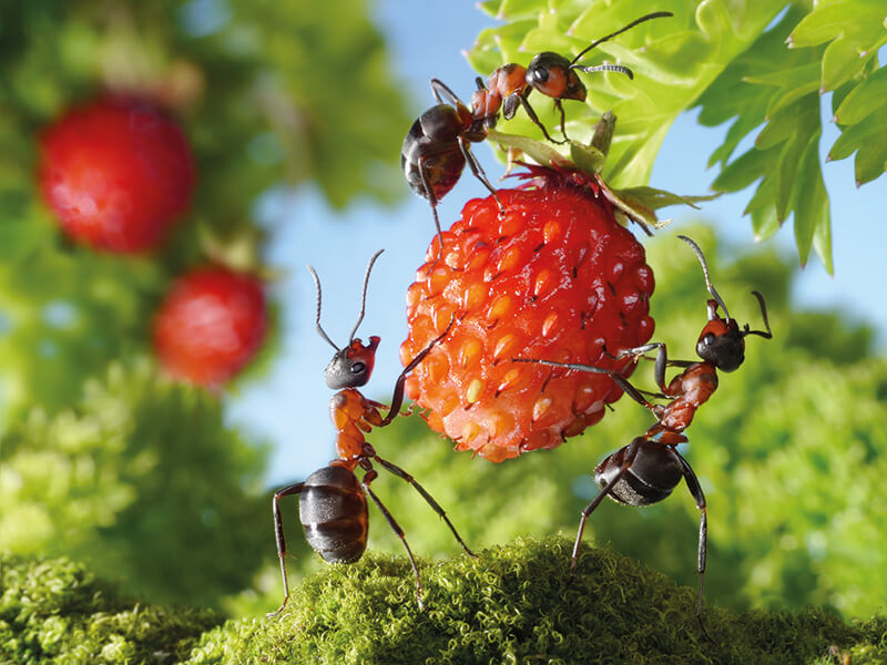 Comment se débarrasser des insectes Как прогнать насекомых