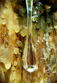 oléorésine de pin