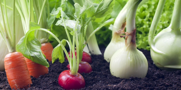 Мини-огород в квартире: как вырастить овощи, зелень фрукты у себя дома