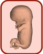 atlas 3D du développement embryonnaire