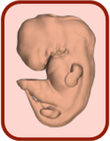 atlas 3D du développement embryonnaire
