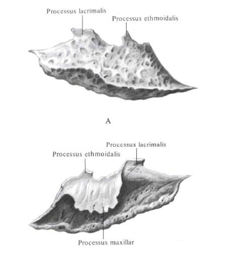 os Maxilloturbinal