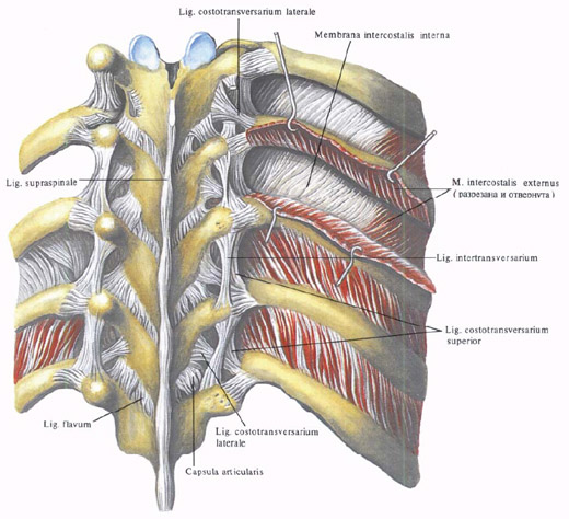 Anatomie humaine en images Анатомия человека в картинках