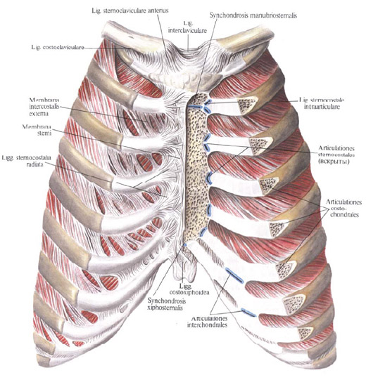 Anatomie humaine en images Анатомия человека в картинках